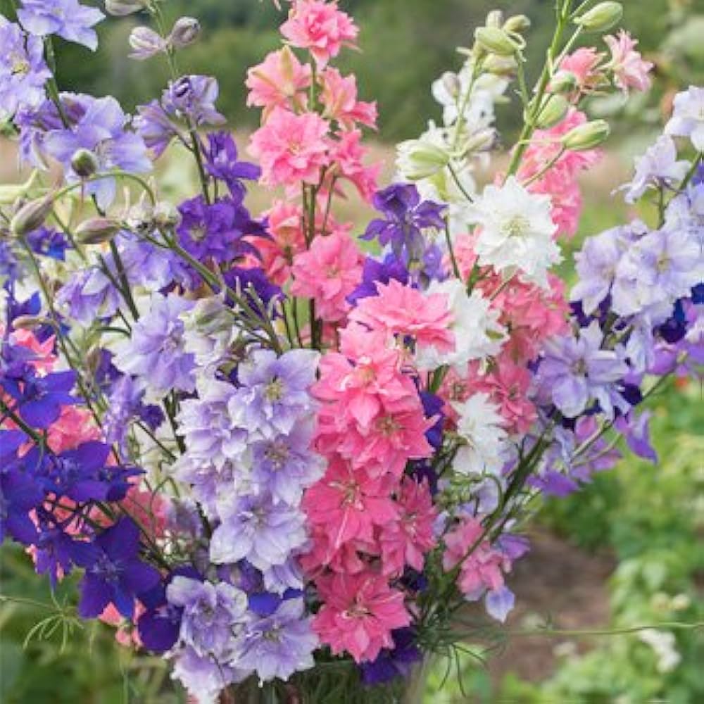 Larkspur- Imperial Choice Mix